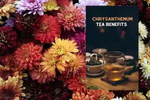 chrysanthemum tea benefits
